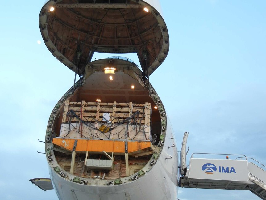 A plane on the tarmac loading sheep in a crate on board.
