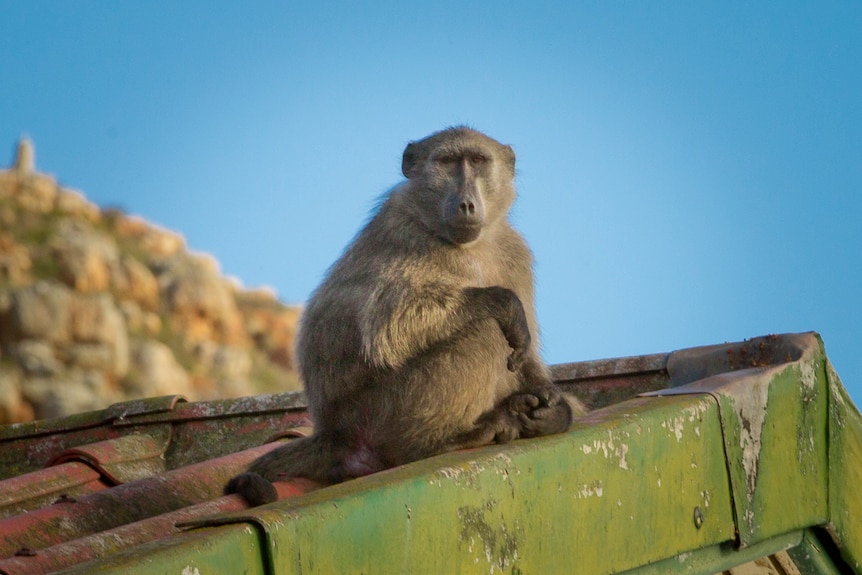 A baboon sits on a roof with a mountain in view behind it.