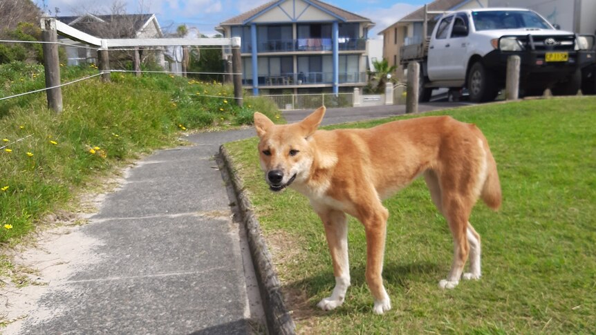 A dingo stands beside a footpath in suburban Hawks Nest