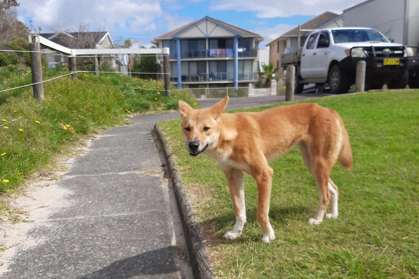 A dingo stands beside a footpath in suburban Hawks Nest