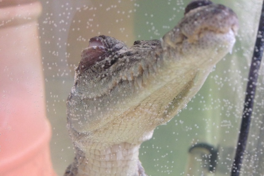 Photo of baby crocodile