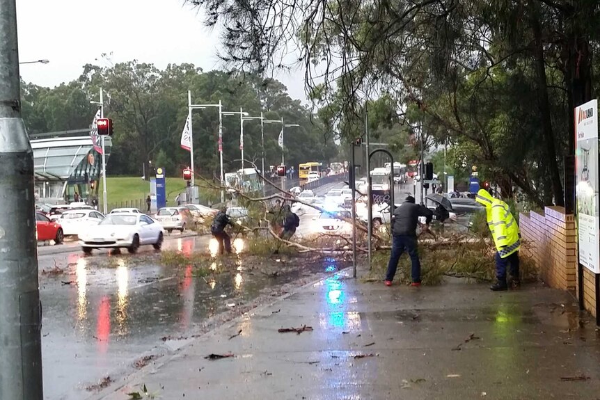 Tree on road at North Ryde