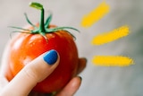 A close up of a hand holding a freshly picked vine tomato that is glistening, there are multiple varieties to choose from.