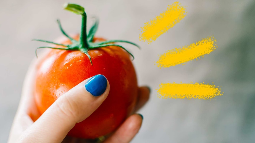 A close up of a hand holding a freshly picked vine tomato that is glistening, there are multiple varieties to choose from.