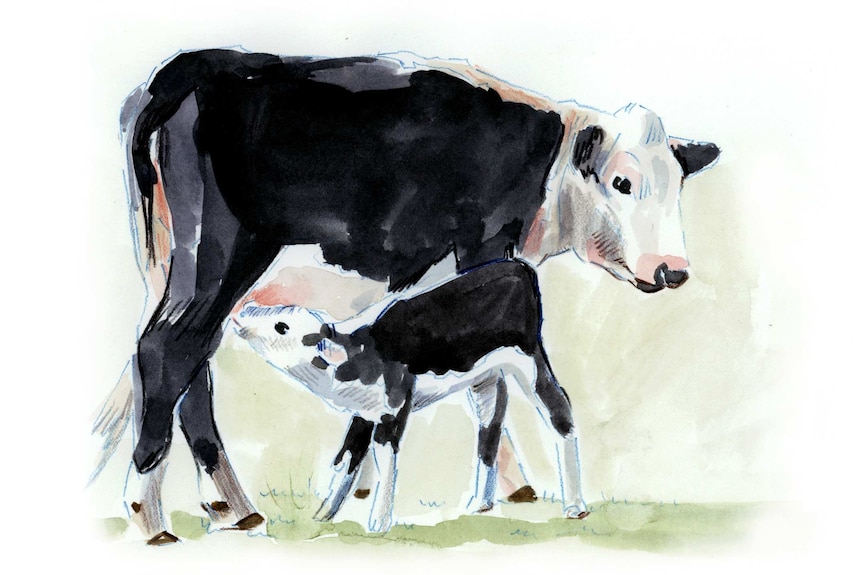 Watercolour illustration shows two cows standing in a paddock.