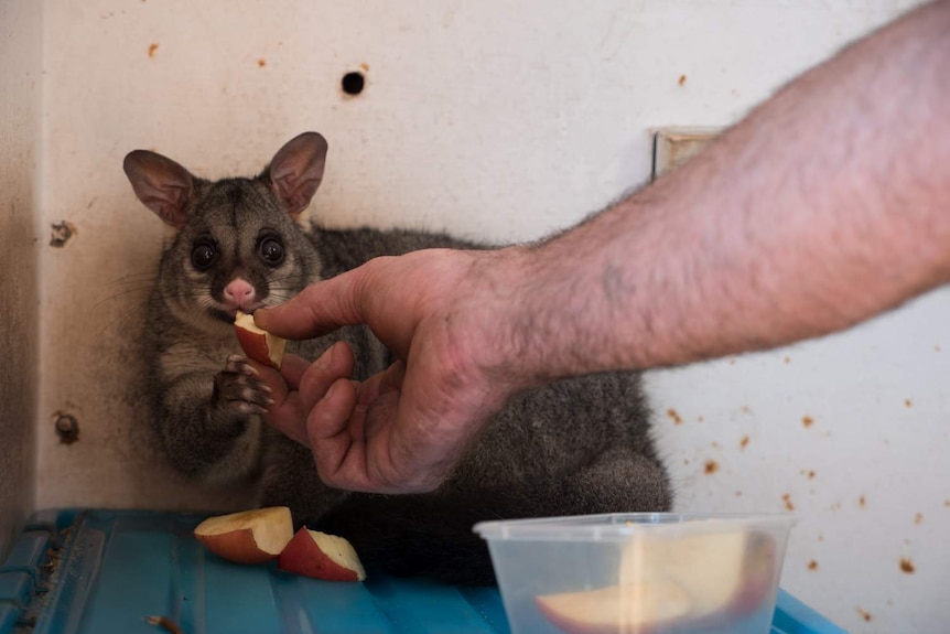 Hand feeding a possum.