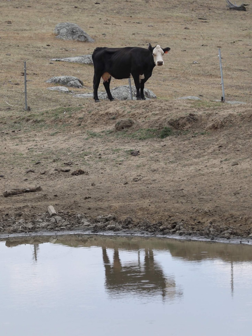 A cow's reflection in a dam.