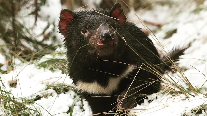 Tasmanian devil in snow