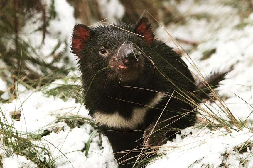 Tasmanian devils love snow
