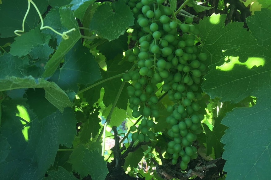 Wine grapes in a CO2 trial.