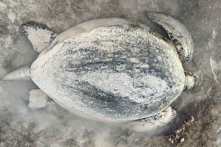 An exhausted turtle languishes in the shallows just to the north of the Cocos airfield.