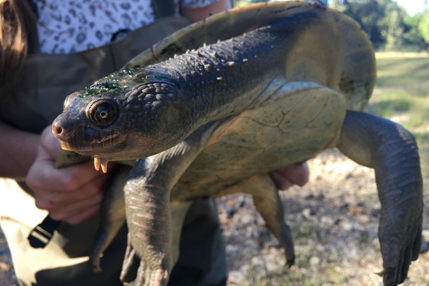 QCH mary river turtle
