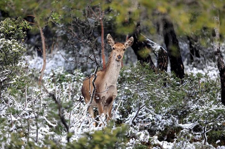 A deer looks directly at the camera as it appears in a forest clearing with shrubs covered in snow.