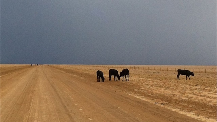 Cattle graze along the road between Julia Creek and McKinlay