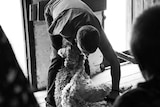 A black and white photo of Josh Talbot leaning over a sheep and blade shearing it with one arm.