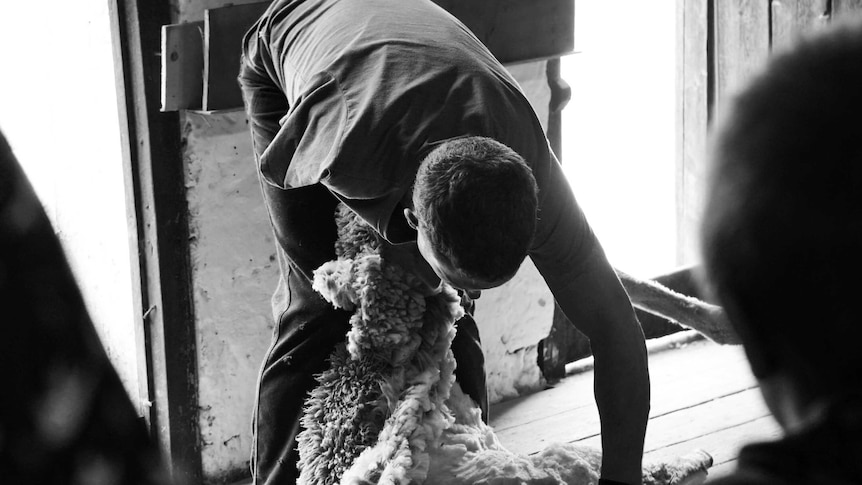 A black and white photo of Josh Talbot leaning over a sheep and blade shearing it with one arm.