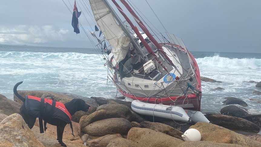 Rock ocean scene with black dog in red and black vest on rocks next to capsized yacht with white dinghie at bow, waves