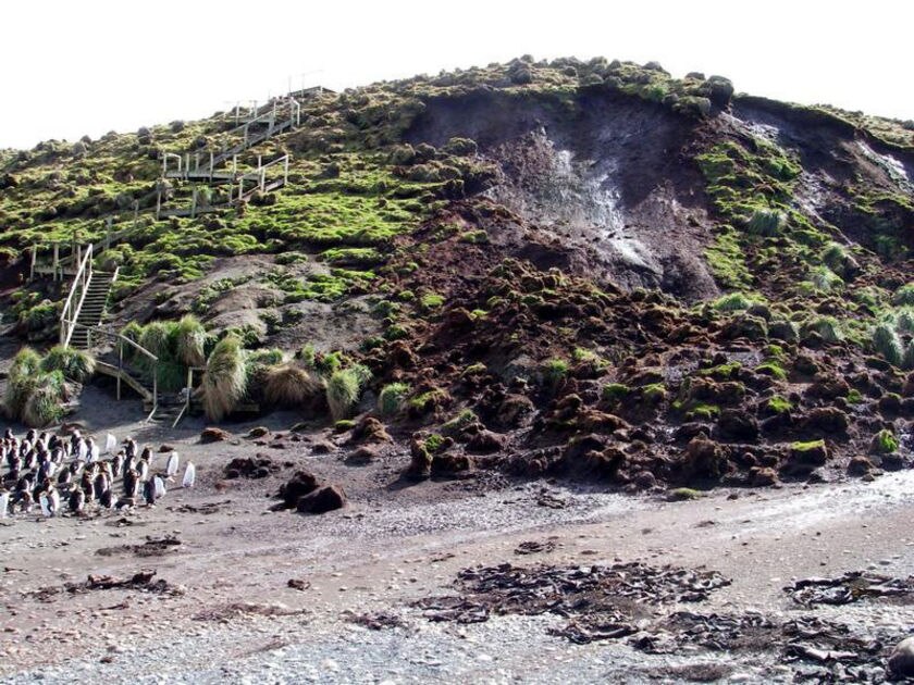 Lessons learnt for latest Macquarie Island cull - ABC News