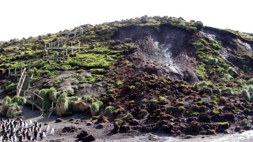 Landslide near a viewing platform looking over a Royal Penguin colony on Macquarie Island