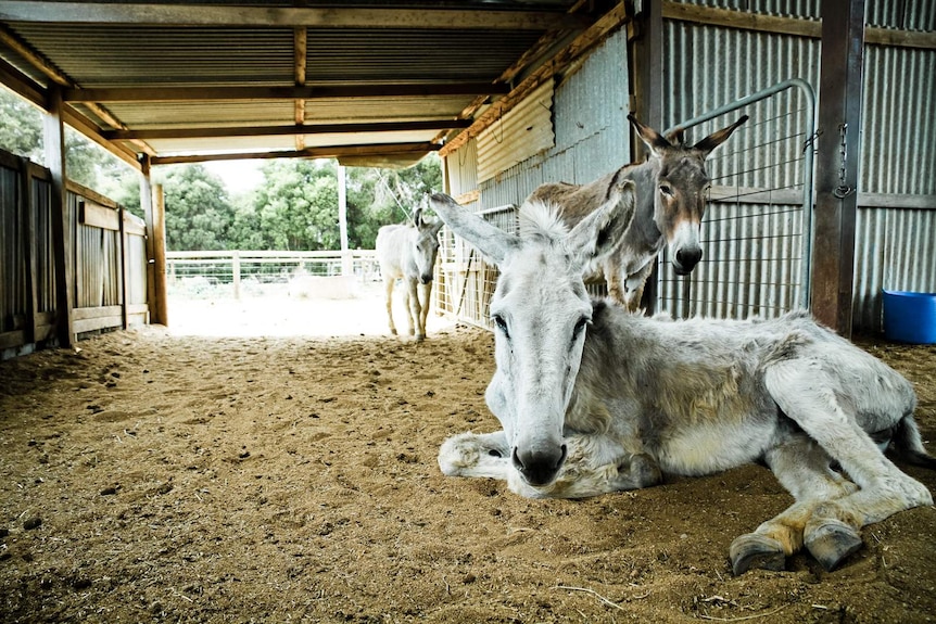 The donkey hospital.