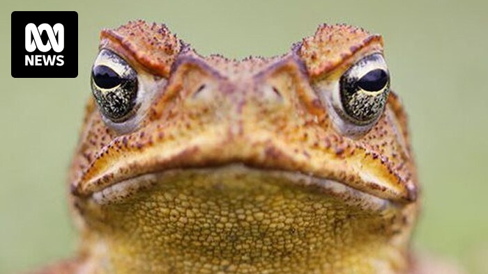Researchers train goannas not to eat cane toads in WA Kimberley region