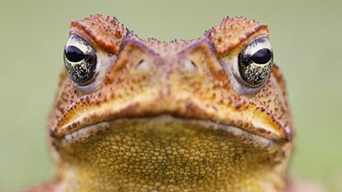 A cane toad's head.