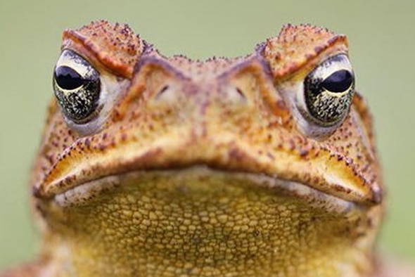 A cane toad's head.