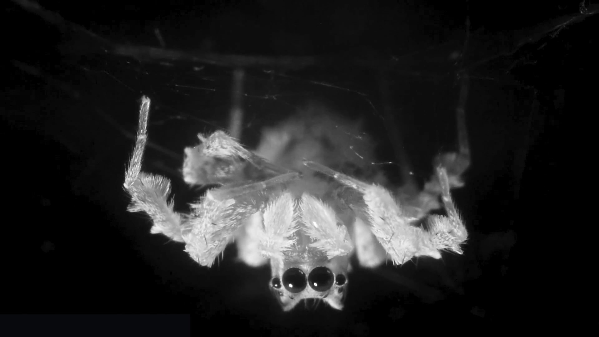 Scientists video REM-like sleep in Australian jumping spider species