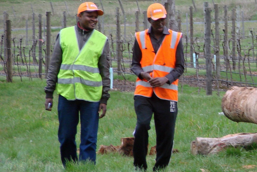 Congolese refugees learning viticultural skills
