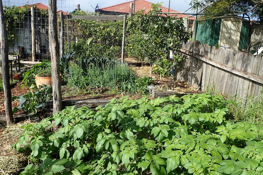 The vegetable patch at Oliver Brown's Maroubra house