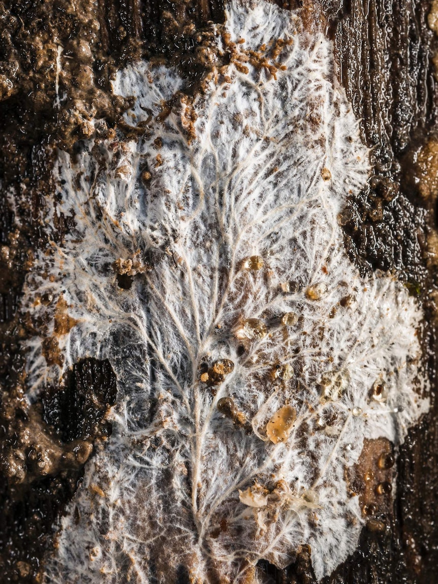 Mycelium on bark