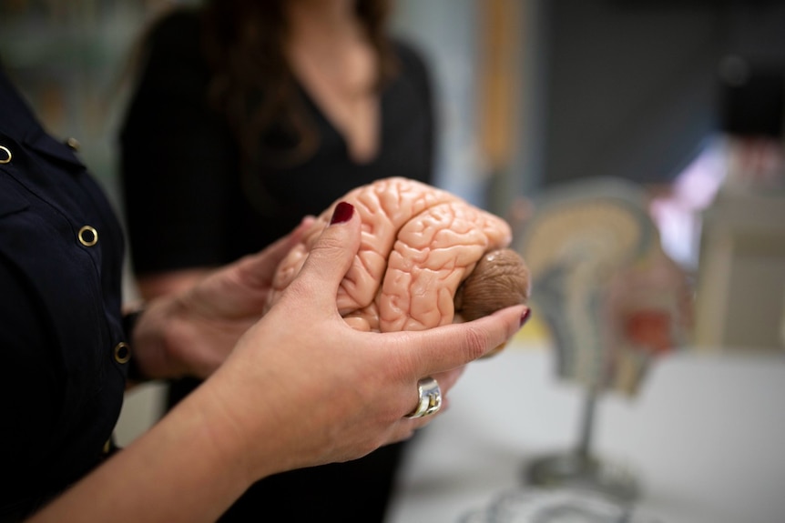 A woman's hands hold a model of a brain