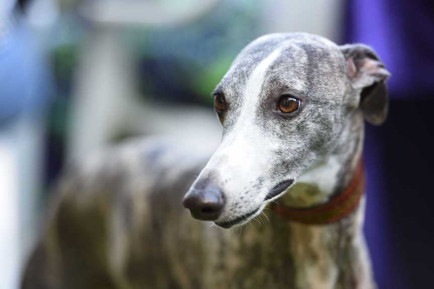 A close up image of a greyhound's face.