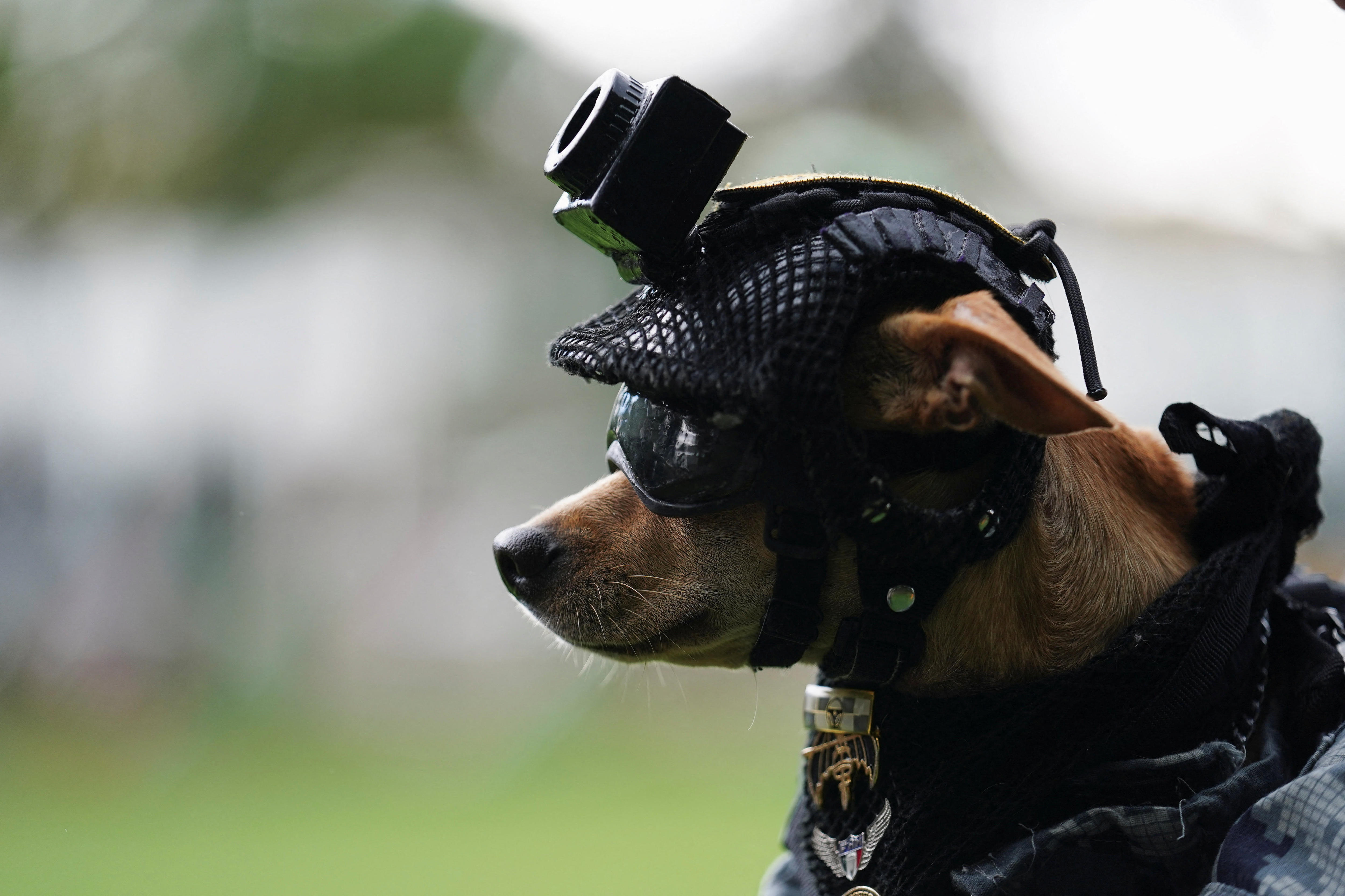 Chihuahua becomes National Guard sensation