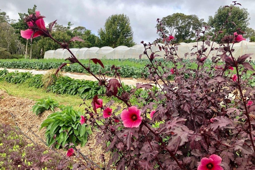 A plant with burgundy leaves and pink hibiscus flowers stands in front of rows of green leaves.