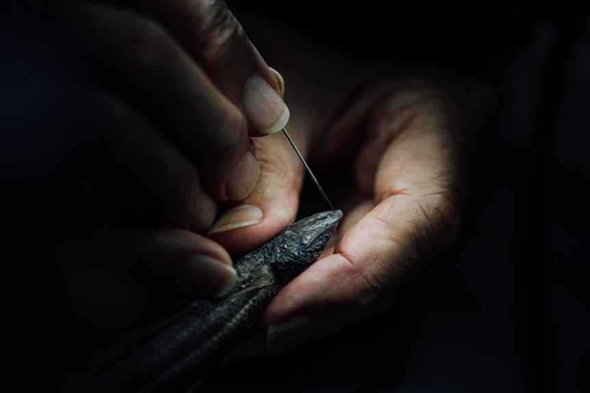 Scientist inspects deep sea fish