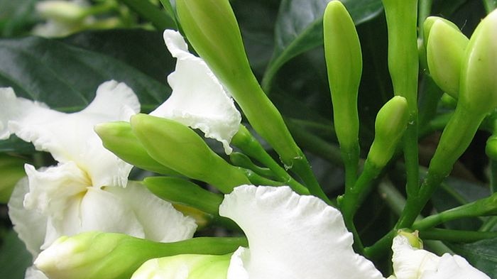 Crepe jasmine, Tabernaemontana divaricata