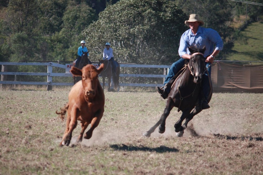 Rider on horse chasing a steer during a campdraft un.