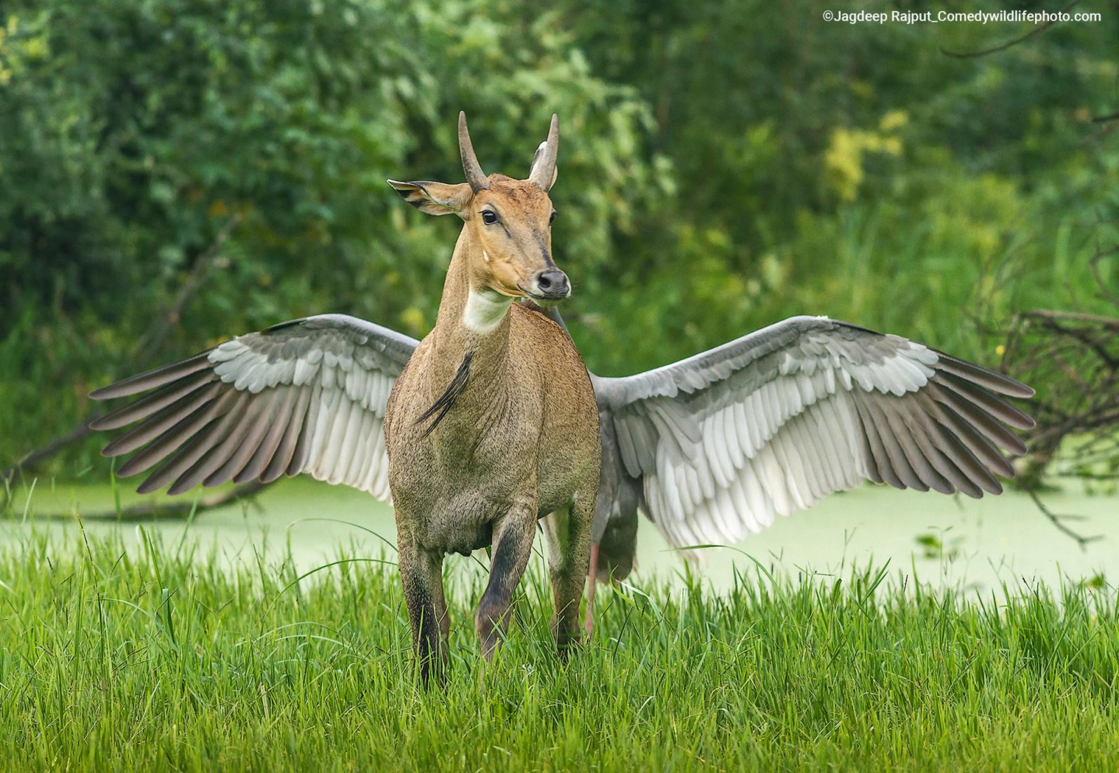 A Crane stands behind a bull in a green meadow with its wings outstretched. Gives the appearance the bull has wings