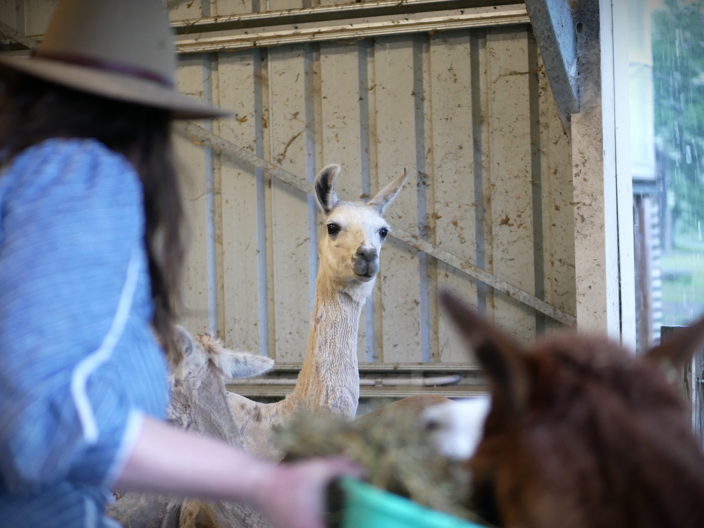 Alpaca en el cobertizo