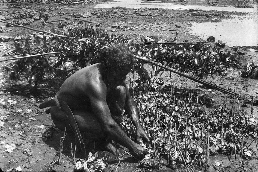 Aboriginal man collecting oysters - Port Macquarie area, NSW