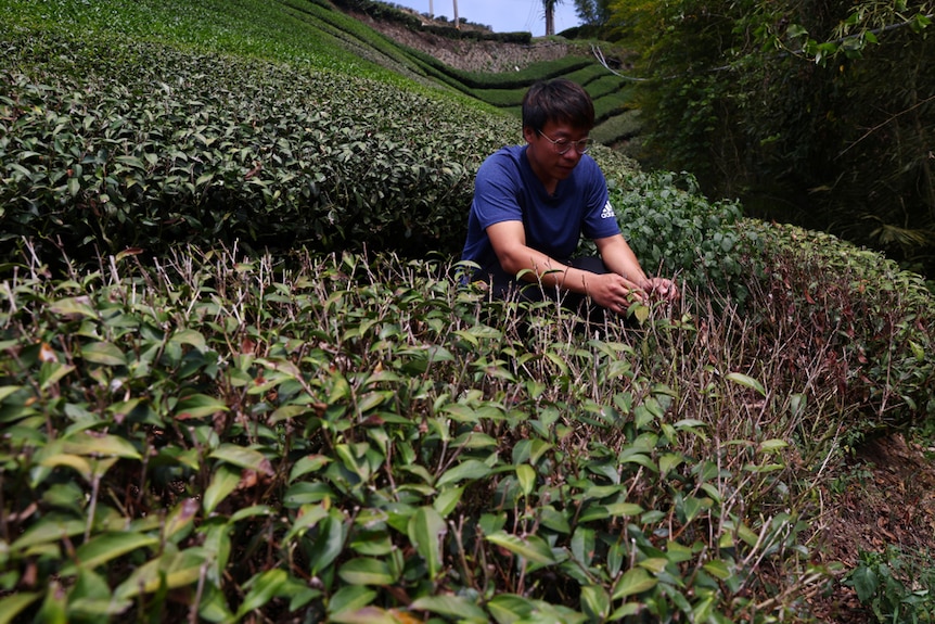 Tea farmer in the field looking at dried leaves.