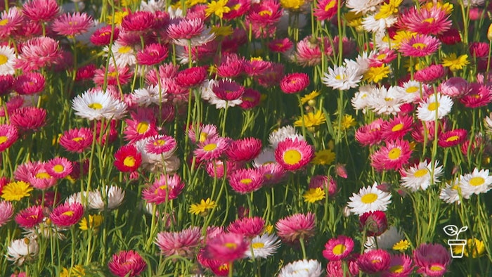 Pink, yellow and white flowers growing in a field