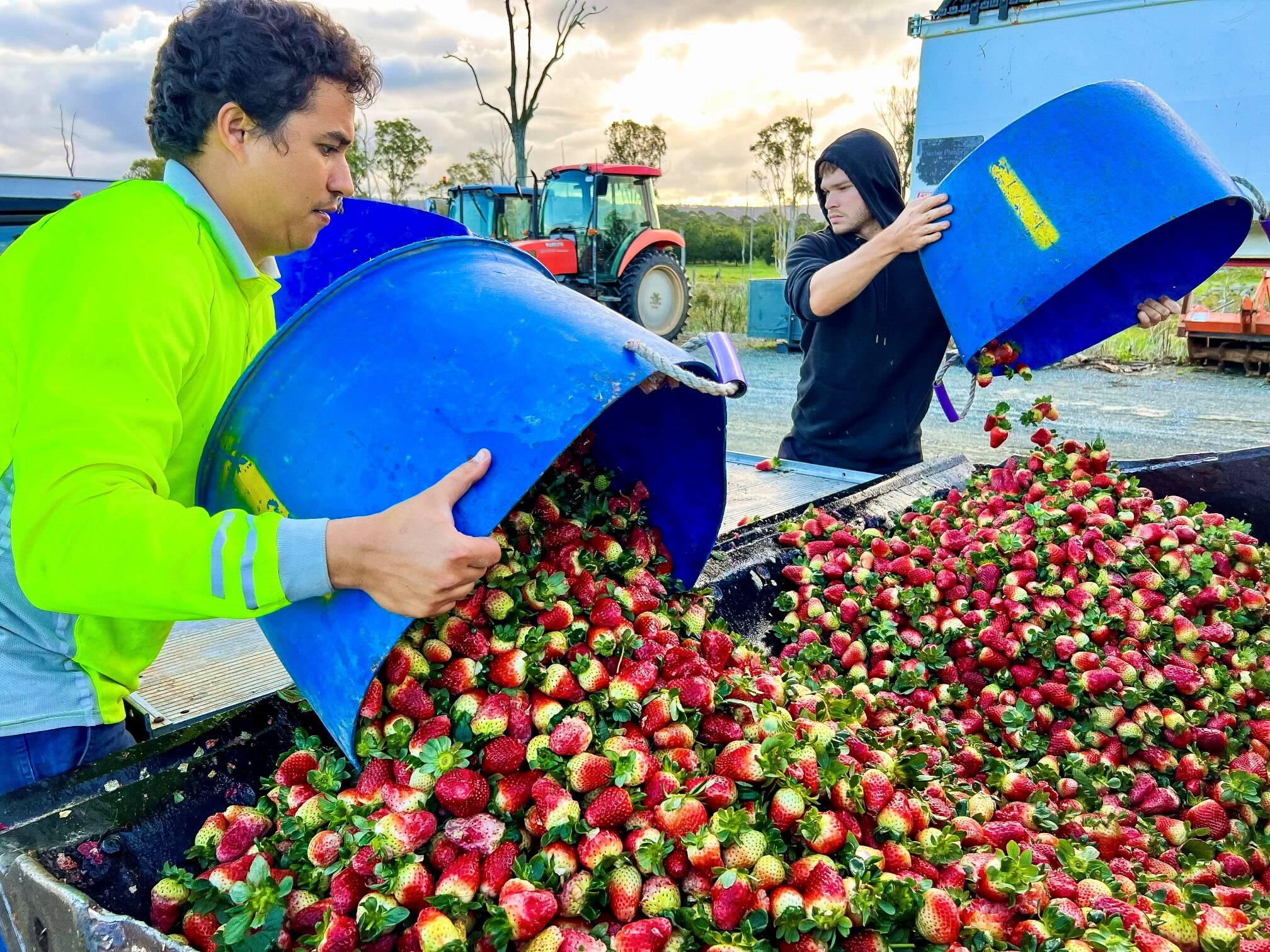 A black and white photo of two workers dumping out strawberries.