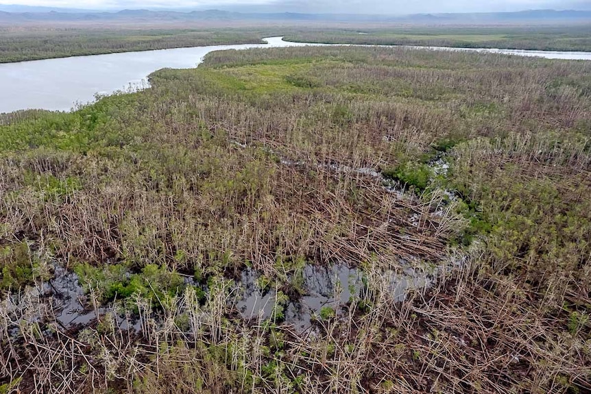 Aerial view of fallen trees along the Lockhart River.