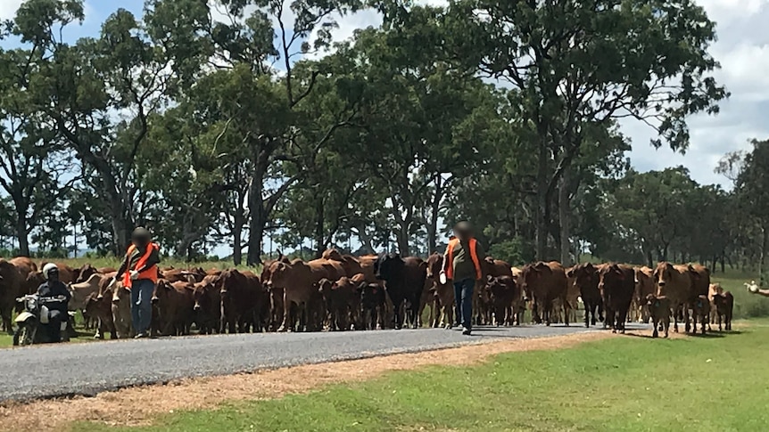 Prisoners herding cattle along a dirt road 