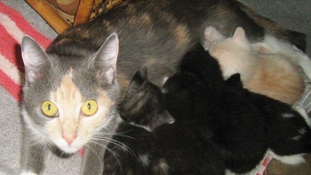 Callie mum cat and 5 kittens
