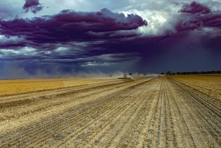Dramatic blue and purple storm clouds as a header below works to harvest a crop