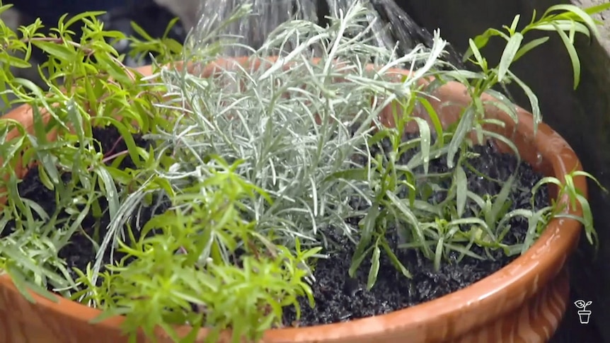 A selection of herbs in a pot being watered.