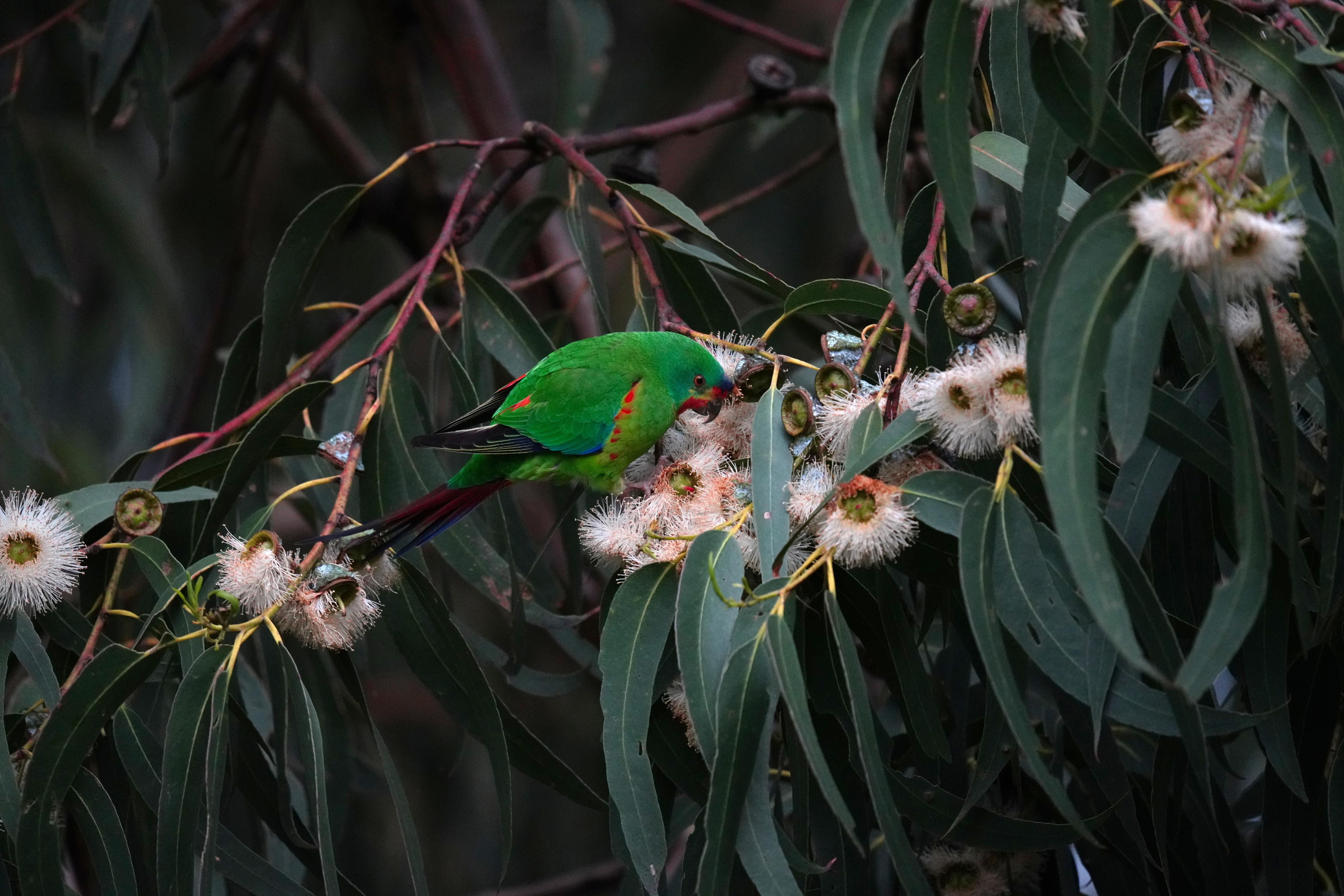 A swift parrot forages on a blue gum